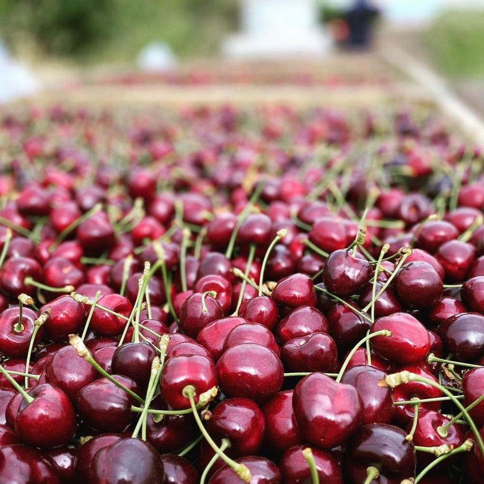 Tasmanian Cherries Box 2kg