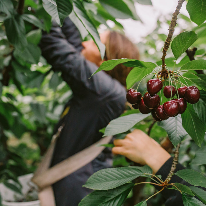 Tasmanian Cherries Box 2kg (MID-JANUARY DISPATCH)