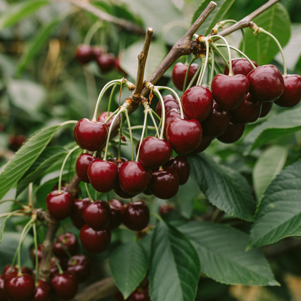 Tasmanian Cherries Box 2kg by Hansen Orchards