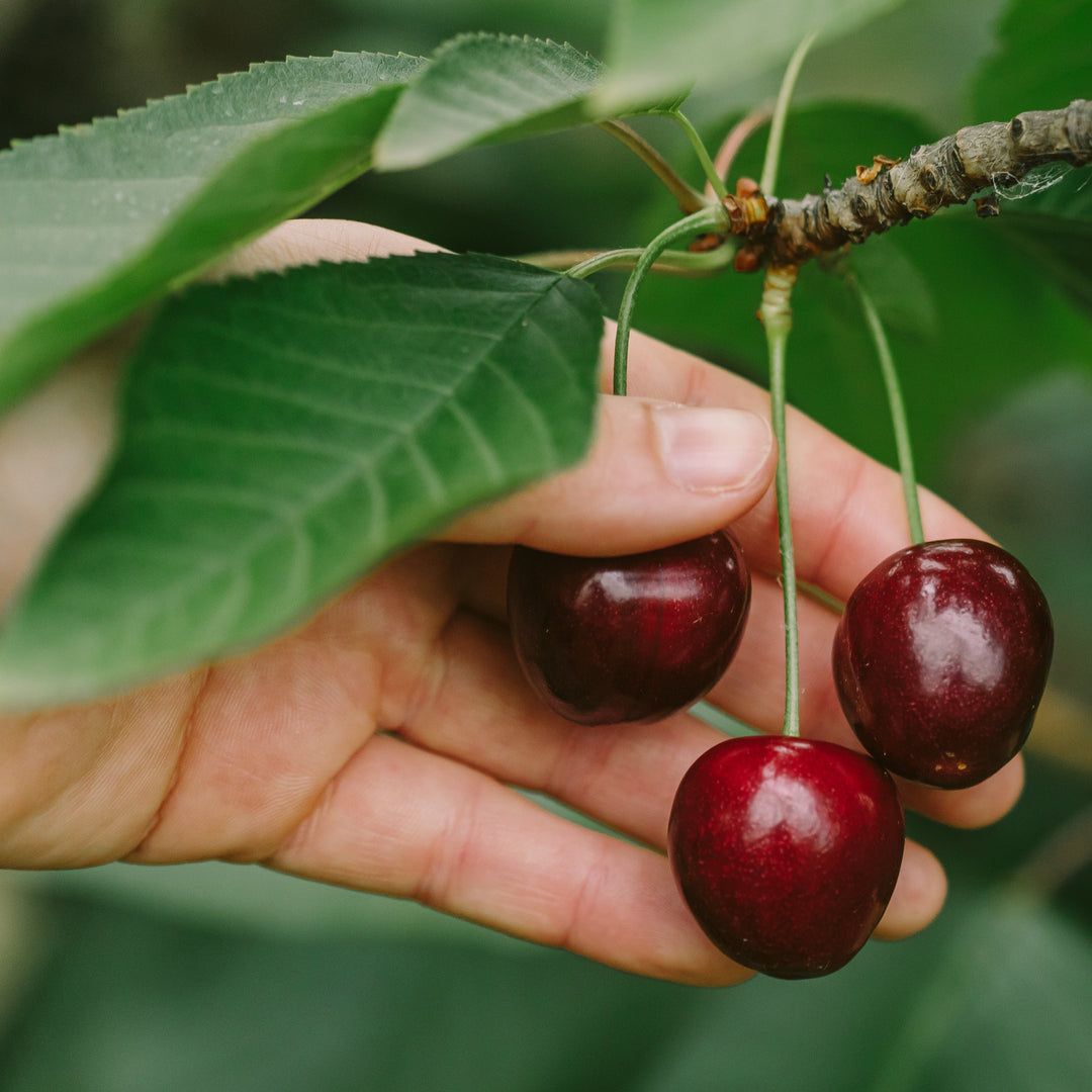 Tasmanian Cherries Box 2kg (MID-JANUARY DISPATCH)